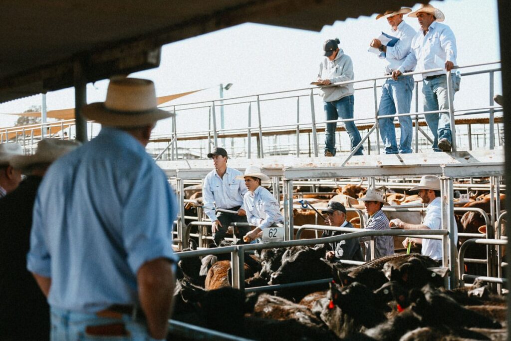 NPRC farm cattle