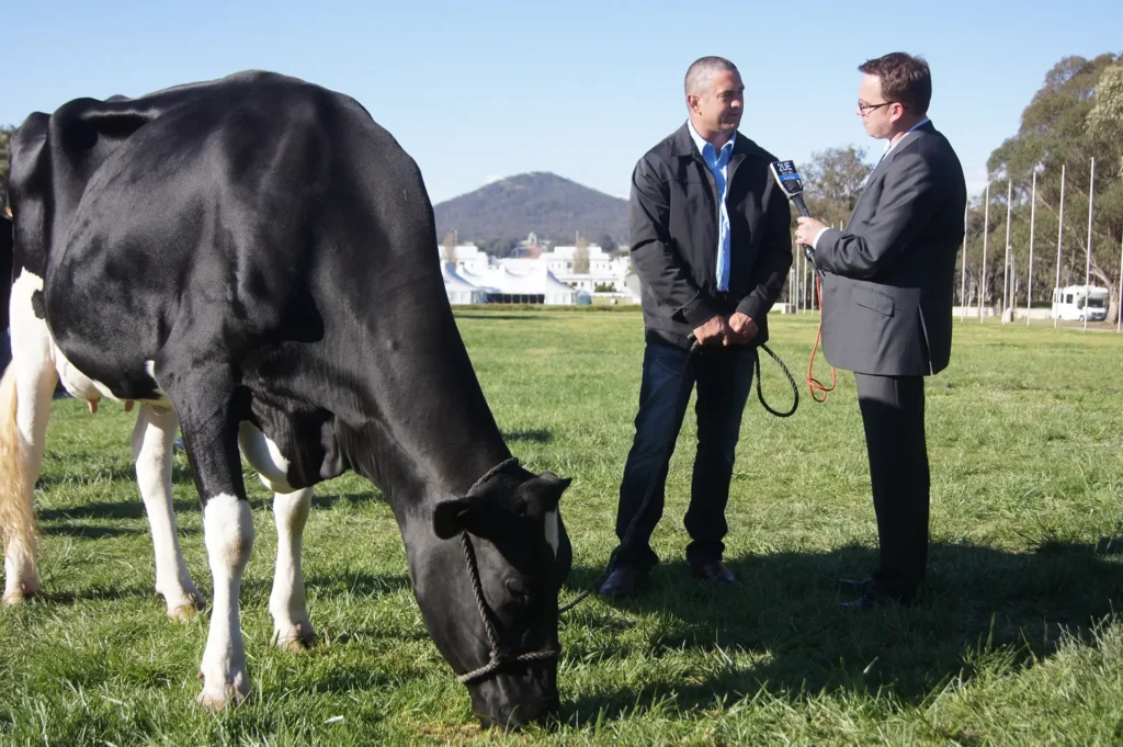 A farmer with a dairy cow being interviewed by a radio journalist on the lawns in front of Old Parliament House, Canberra
